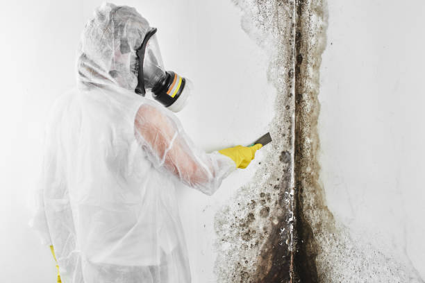 Professional Mold Removal in Raeford, NC