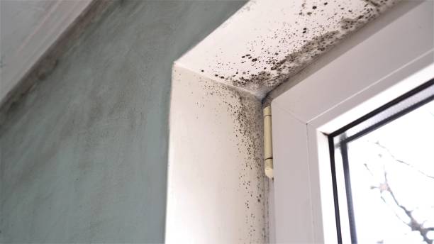Best Mold Remediation  in Raeford, NC
