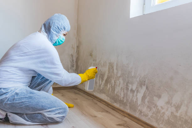 Mold Testing and Removal in Raeford, NC