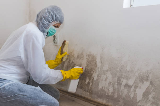Best Attic Mold Removal  in Raeford, NC