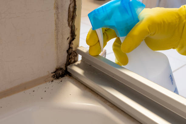 Best Same-Day Mold Removal  in Raeford, NC