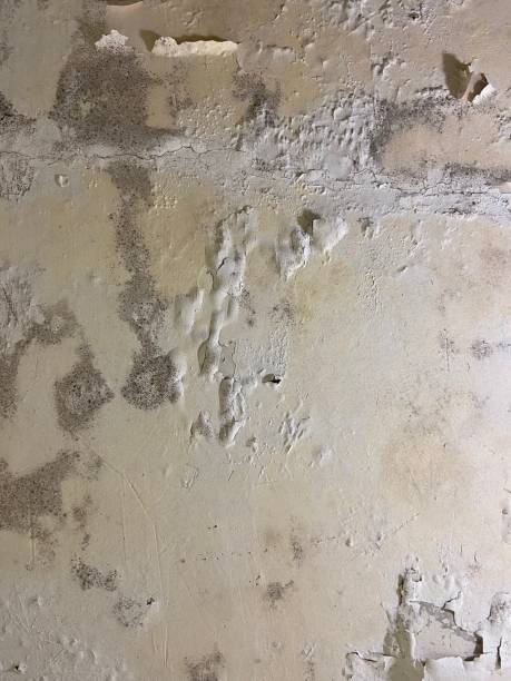 Best Mold Removal Near Me  in Raeford, NC